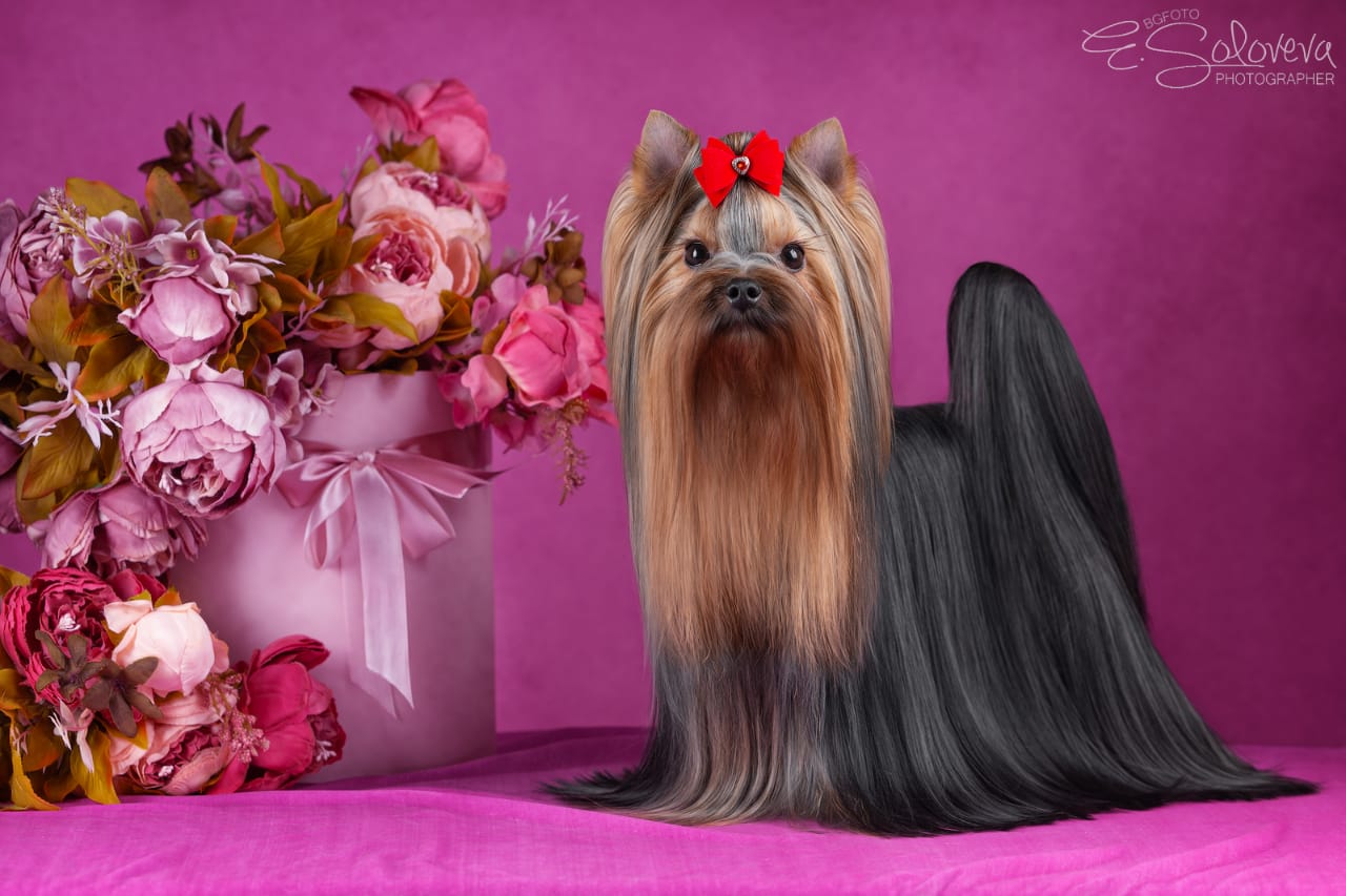 Majestic Force MAJESTIC FORCE TIME TO WIN &mdash; Labaza DogPedigree YorkshireTerrier